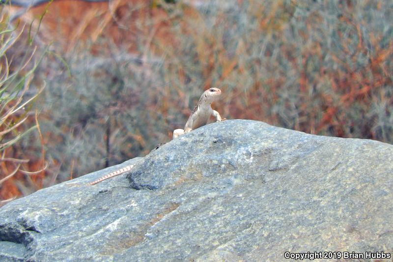 Northern Desert Iguana (Dipsosaurus dorsalis dorsalis)