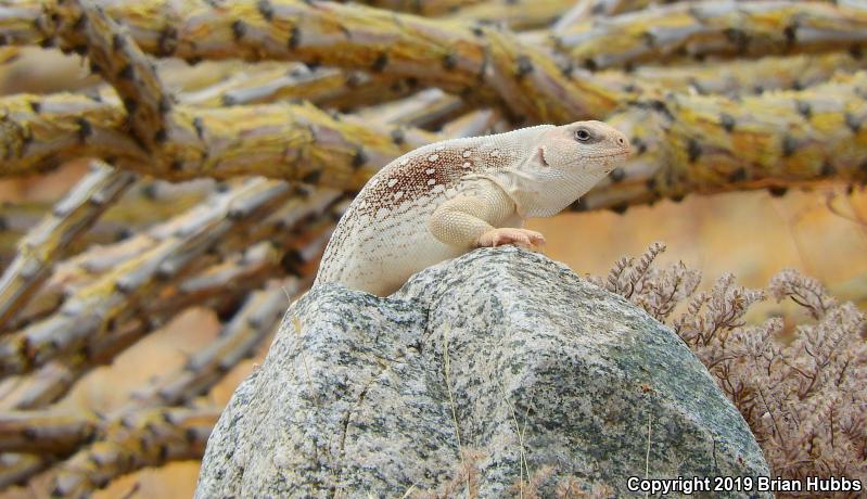 Northern Desert Iguana (Dipsosaurus dorsalis dorsalis)