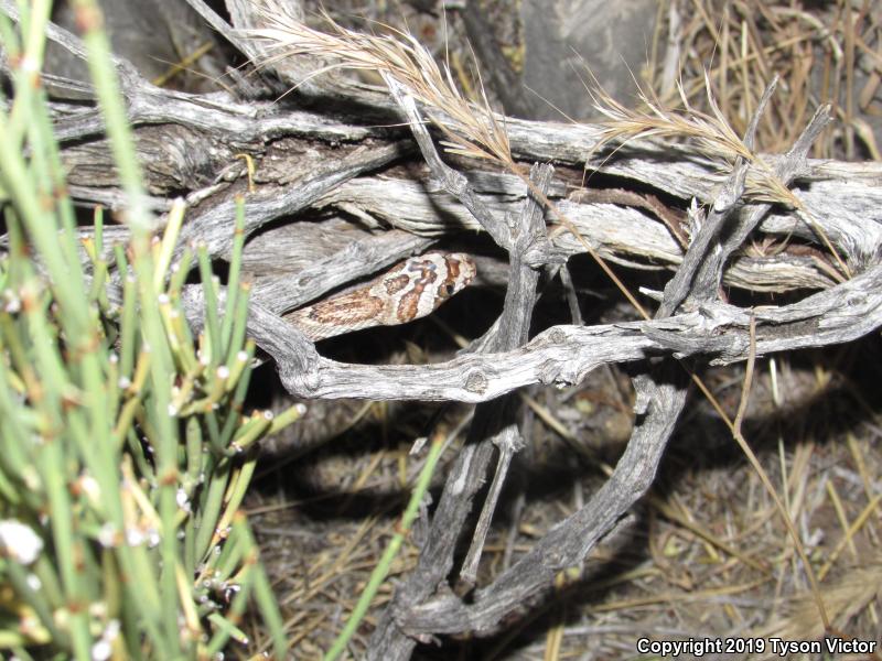 Sonoran Lyresnake (Trimorphodon biscutatus lambda)