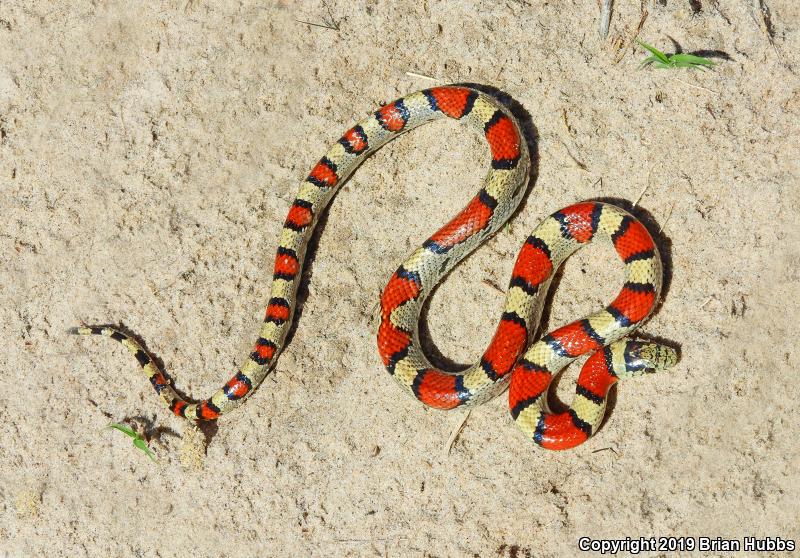 Pale Milksnake (Lampropeltis triangulum multistriata)