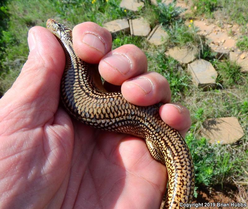 Great Plains Skink (Plestiodon obsoletus)