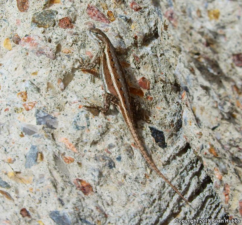 Prairie Lizard (Sceloporus consobrinus)