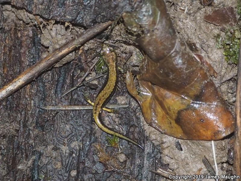 Dunn's Salamander (Plethodon dunni)