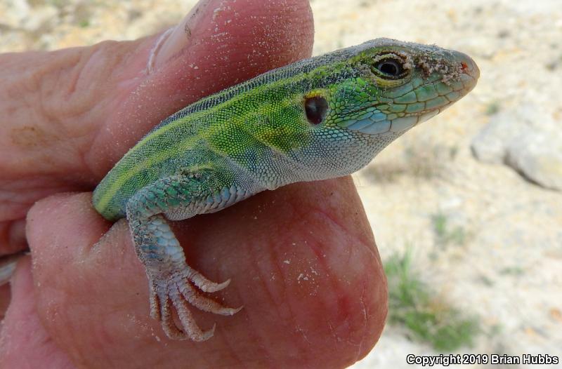 Prairie Racerunner (Aspidoscelis sexlineata viridis)