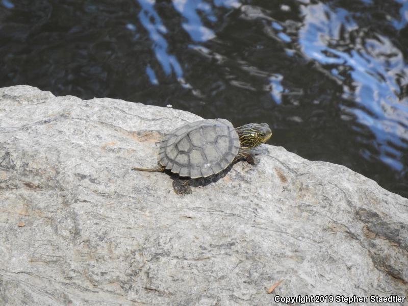 Northern Map Turtle (Graptemys geographica)