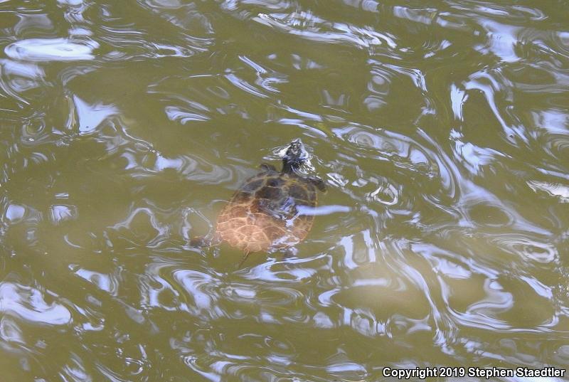 Northern Map Turtle (Graptemys geographica)