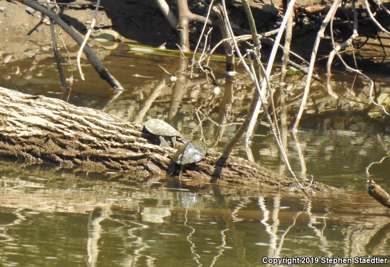 Northern Map Turtle (Graptemys geographica)