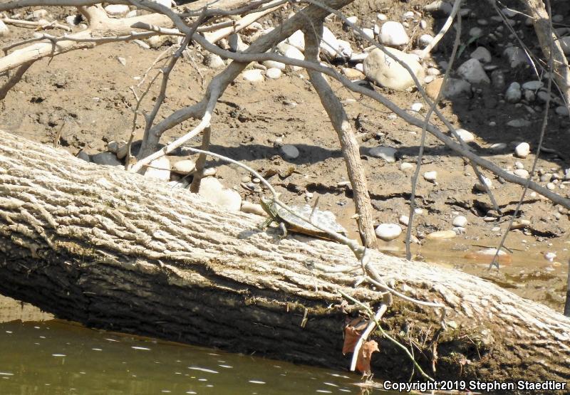 Northern Map Turtle (Graptemys geographica)