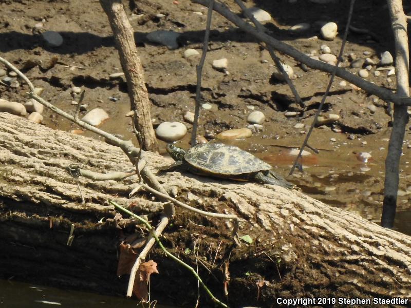 Northern Map Turtle (Graptemys geographica)