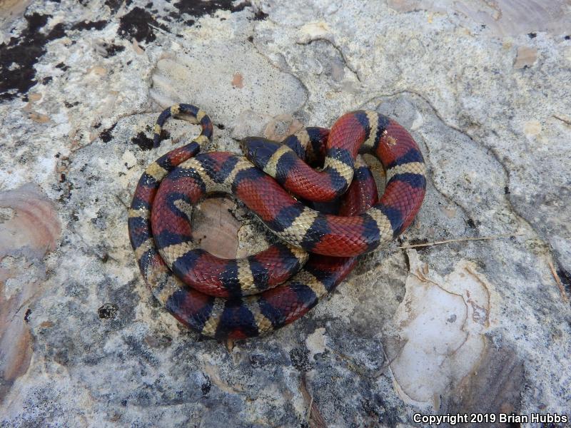 Central Plains Milksnake (Lampropeltis triangulum gentilis)