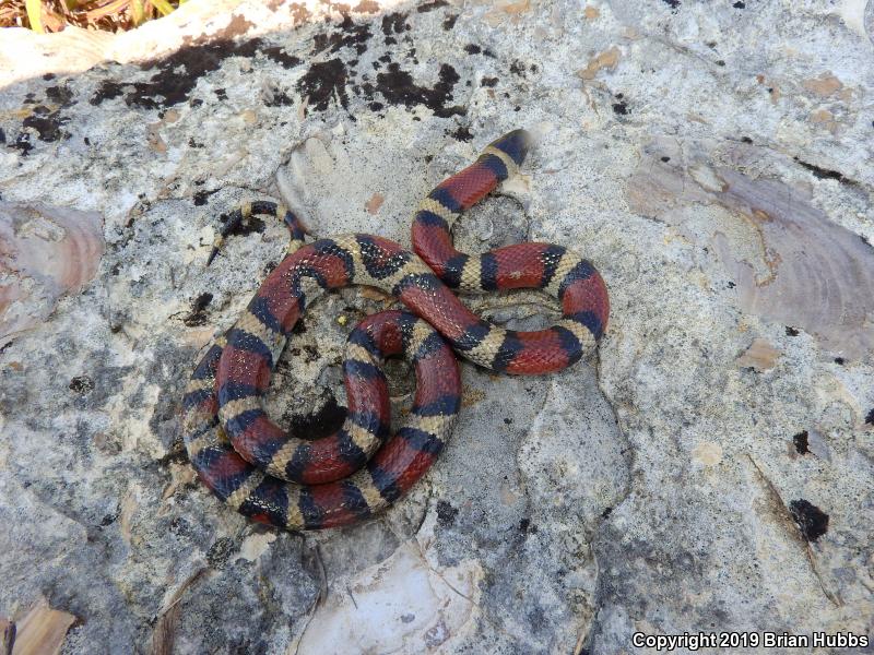 Central Plains Milksnake (Lampropeltis triangulum gentilis)