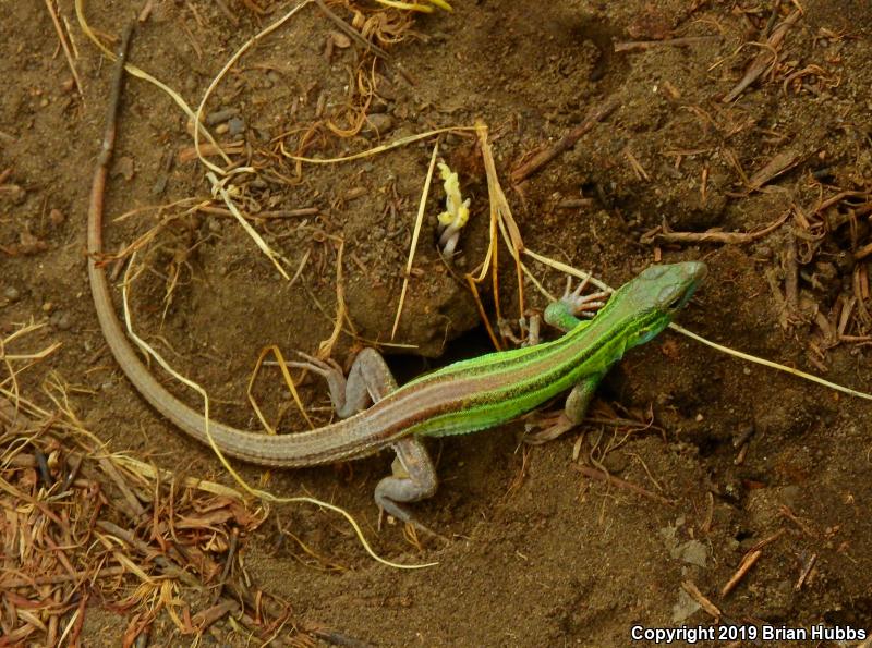 Prairie Racerunner (Aspidoscelis sexlineata viridis)