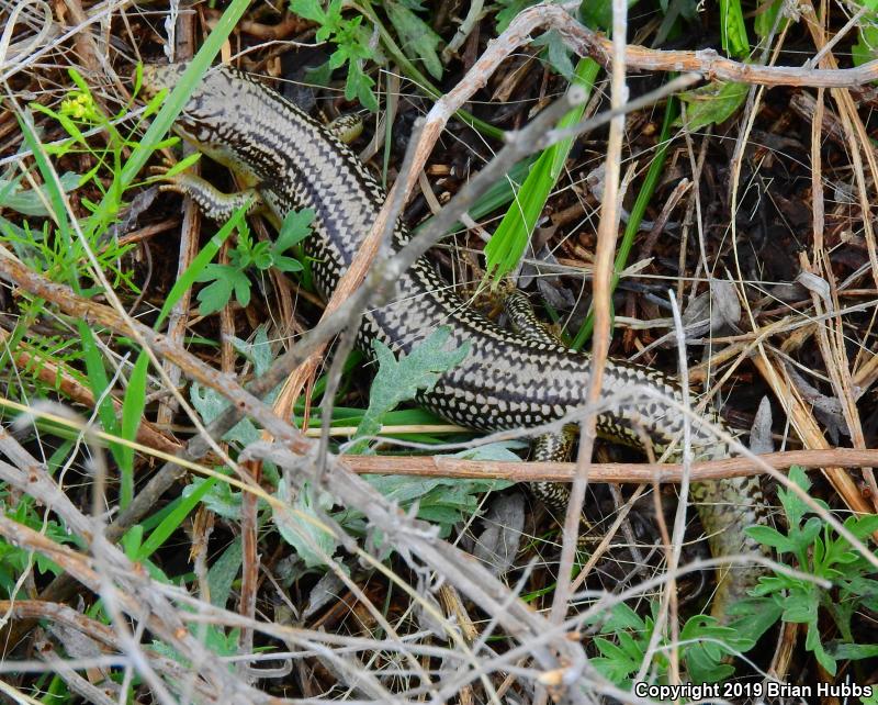 Great Plains Skink (Plestiodon obsoletus)