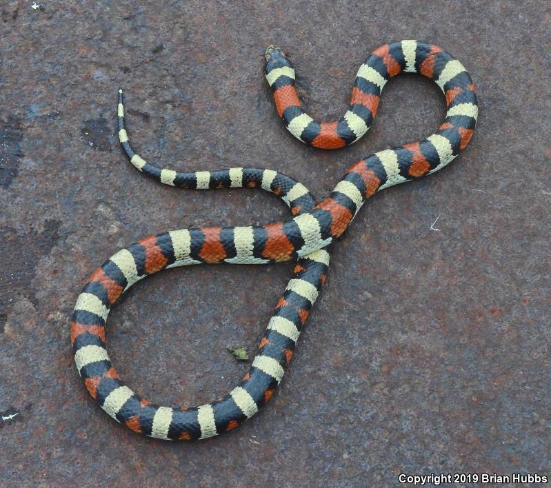 Central Plains Milksnake (Lampropeltis triangulum gentilis)