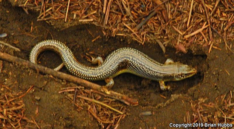 Great Plains Skink (Plestiodon obsoletus)