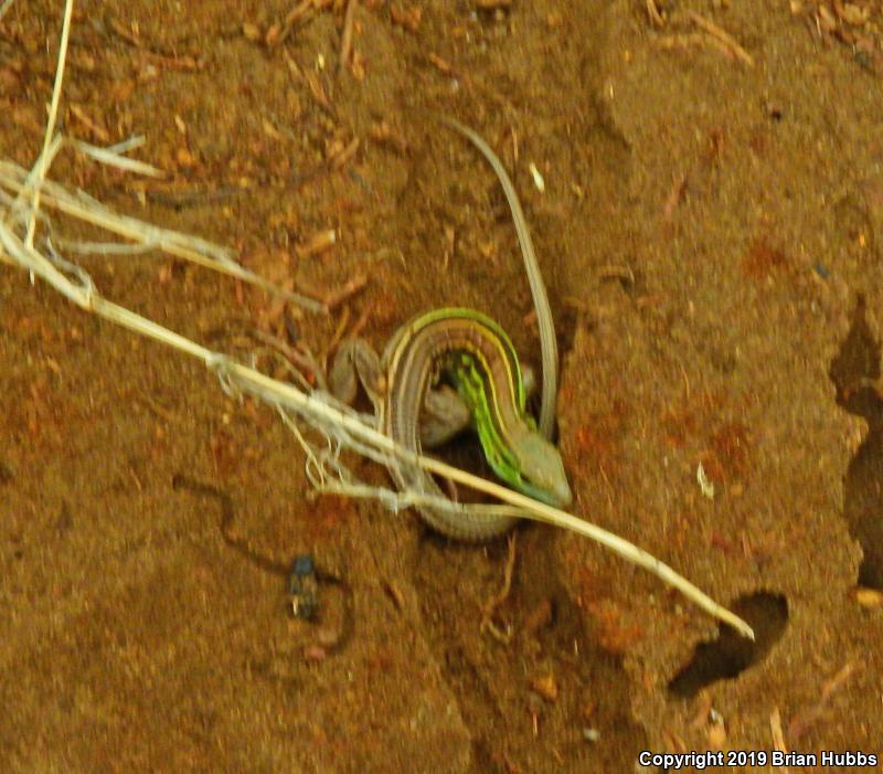 Prairie Racerunner (Aspidoscelis sexlineata viridis)