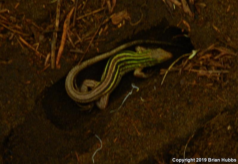 Prairie Racerunner (Aspidoscelis sexlineata viridis)