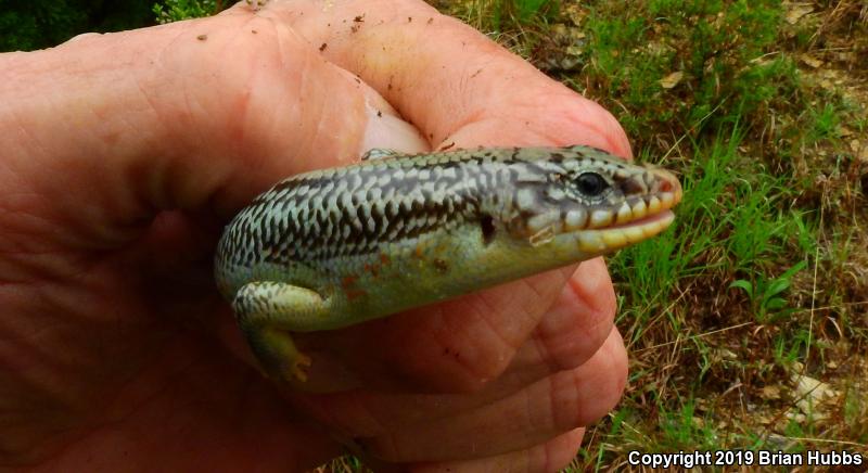 Great Plains Skink (Plestiodon obsoletus)