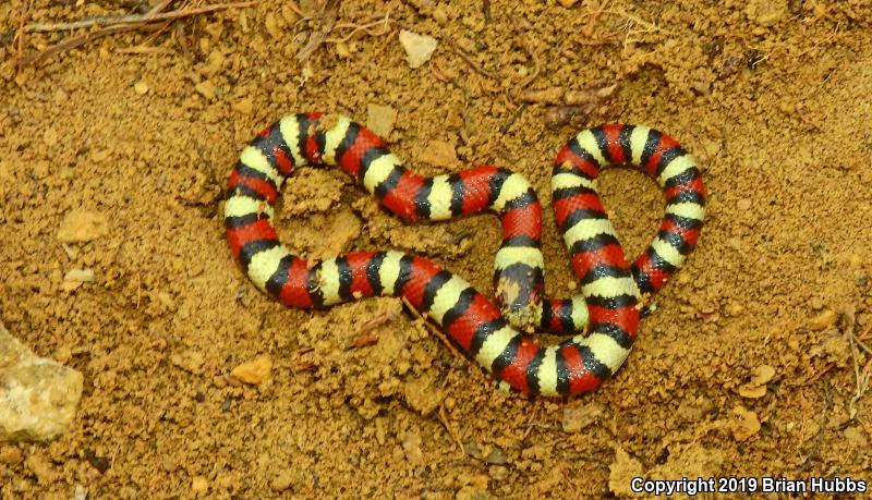 Central Plains Milksnake (Lampropeltis triangulum gentilis)