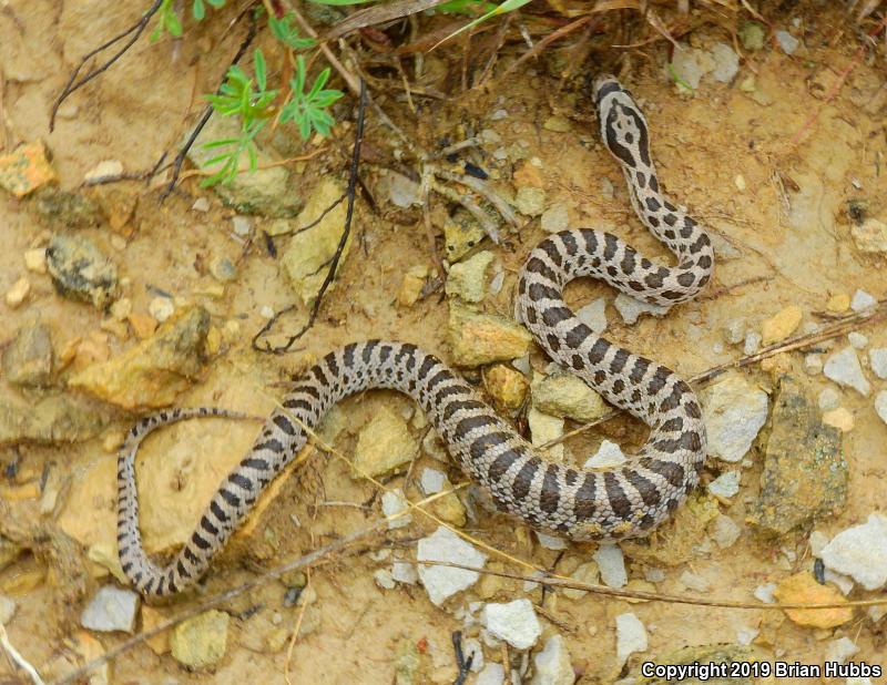 Great Plains Ratsnake (Pantherophis emoryi)