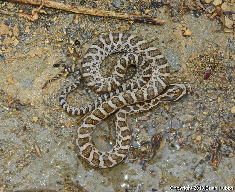 Great Plains Ratsnake (Pantherophis emoryi)