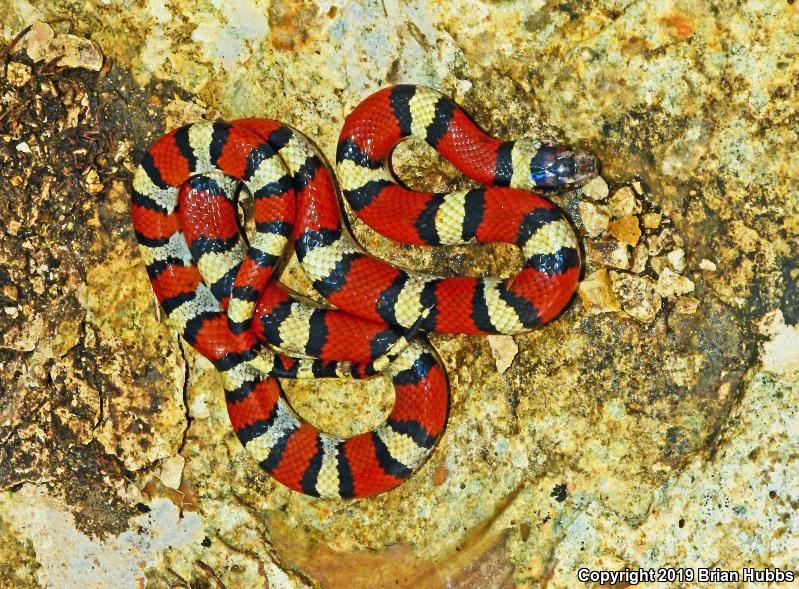 Central Plains Milksnake (Lampropeltis triangulum gentilis)