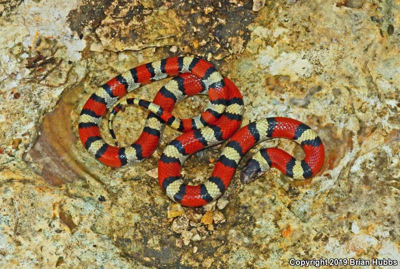 Central Plains Milksnake (Lampropeltis triangulum gentilis)