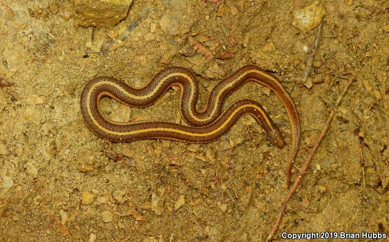 Lined Snake (Tropidoclonion lineatum)