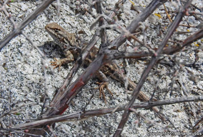 Western Sagebrush Lizard (Sceloporus graciosus gracilis)