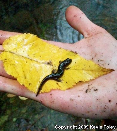 Santeetlah Dusky Salamander (Desmognathus santeetlah)