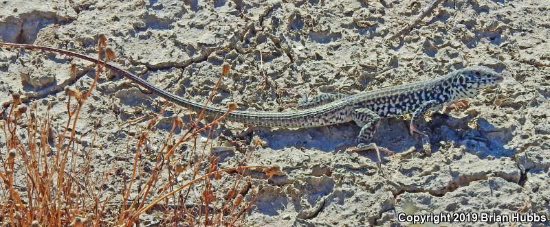 California Whiptail (Aspidoscelis tigris munda)