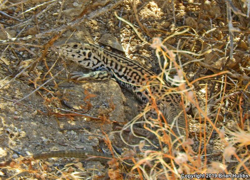 California Whiptail (Aspidoscelis tigris munda)