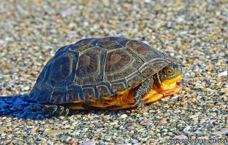 Blanding's Turtle (Emydoidea blandingii)