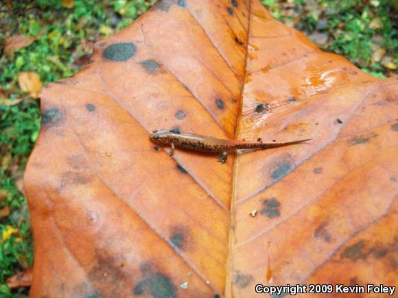 Carolina Mountain Dusky Salamander (Desmognathus carolinensis)