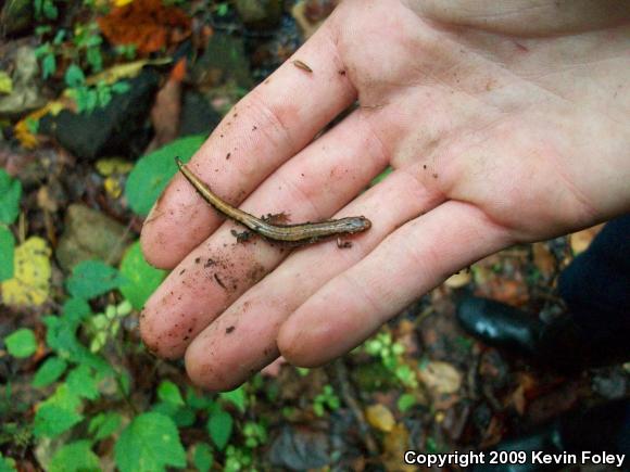 Carolina Mountain Dusky Salamander (Desmognathus carolinensis)