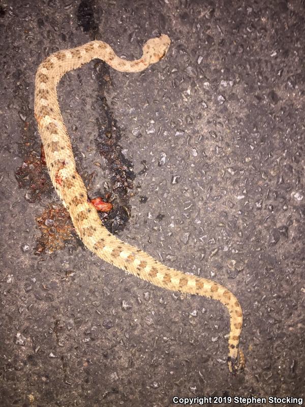 Mojave Desert Sidewinder (Crotalus cerastes cerastes)