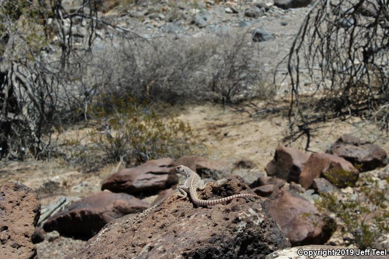 Desert Iguana (Dipsosaurus dorsalis)