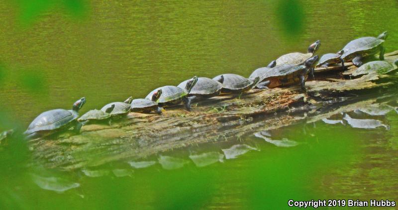 False Map Turtle (Graptemys pseudogeographica pseudogeographica)