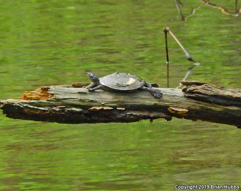 False Map Turtle (Graptemys pseudogeographica pseudogeographica)