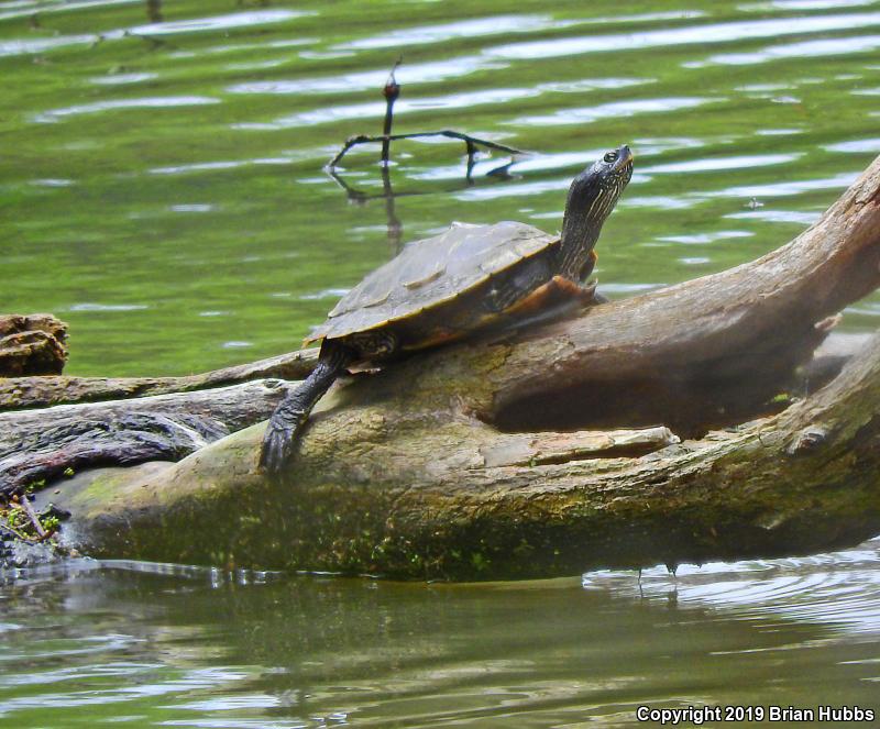 False Map Turtle (Graptemys pseudogeographica pseudogeographica)