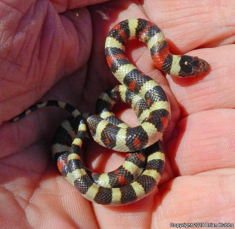 Central Plains Milksnake (Lampropeltis triangulum gentilis)