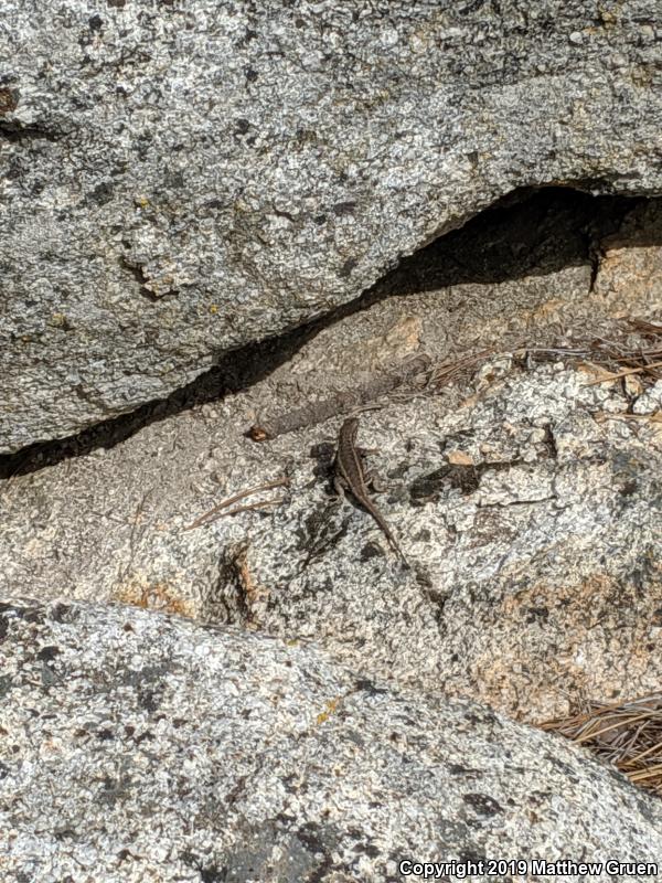 Southern Sagebrush Lizard (Sceloporus graciosus vandenburgianus)