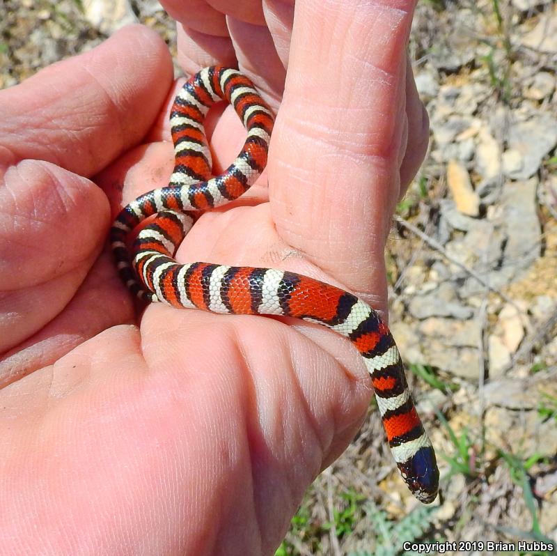 Central Plains Milksnake (Lampropeltis triangulum gentilis)