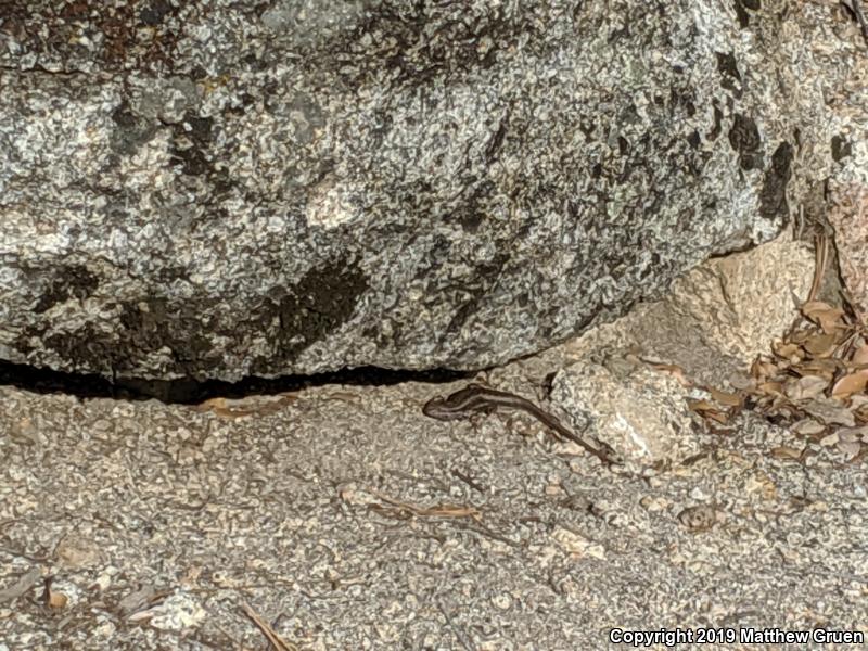 Southern Sagebrush Lizard (Sceloporus graciosus vandenburgianus)