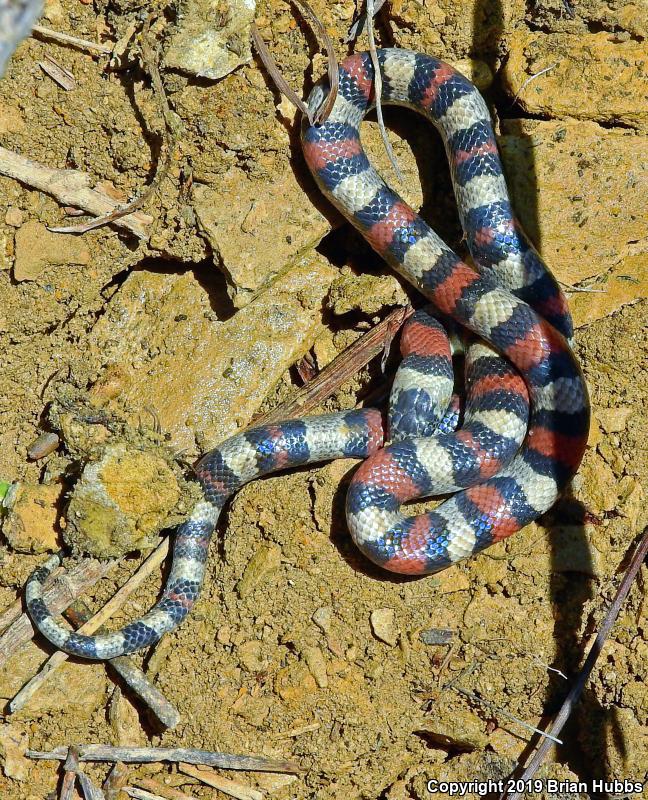 Central Plains Milksnake (Lampropeltis triangulum gentilis)