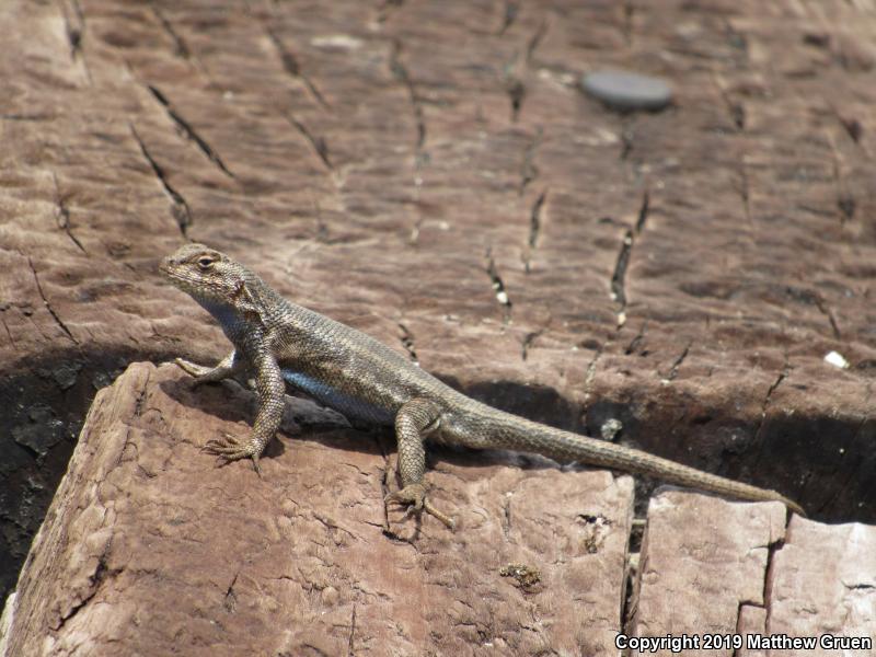 Southern Sagebrush Lizard (Sceloporus graciosus vandenburgianus)