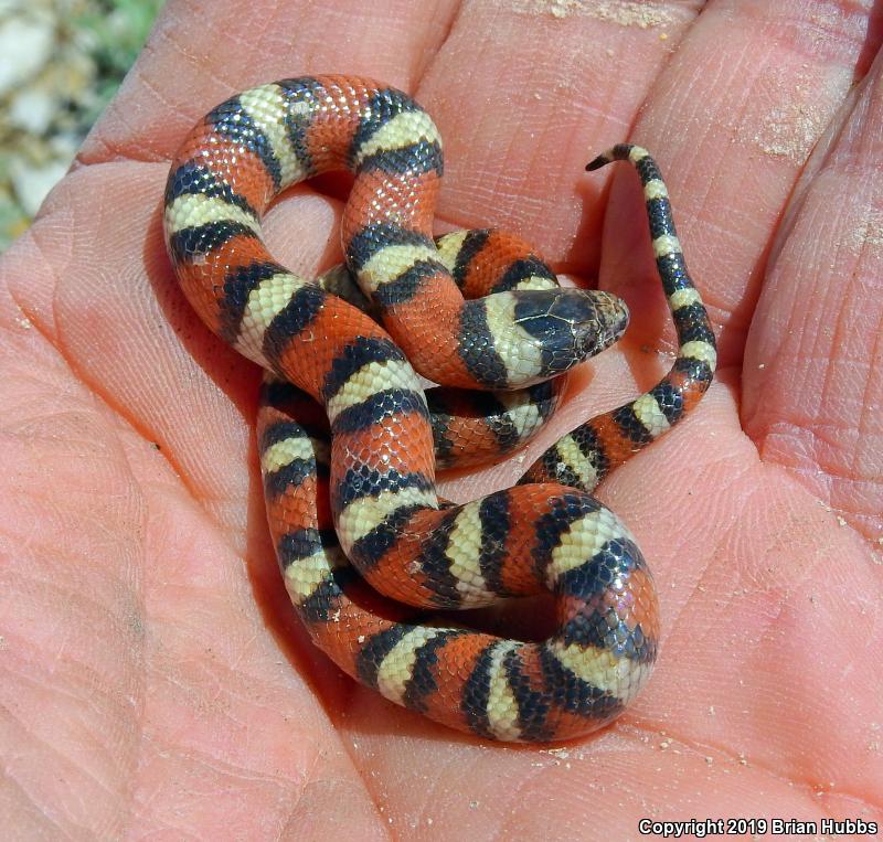 Central Plains Milksnake (Lampropeltis triangulum gentilis)