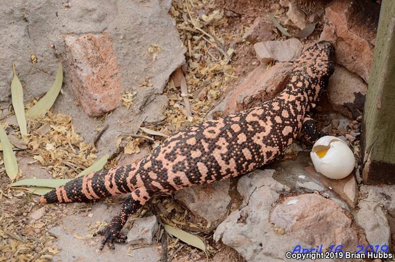 Reticulate Gila Monster (Heloderma suspectum suspectum)