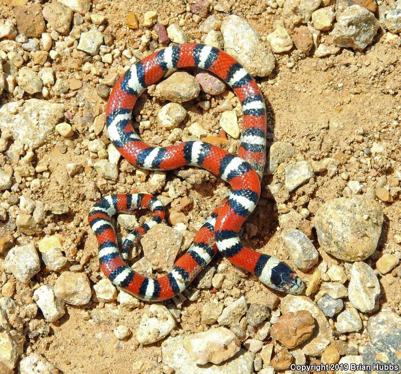 Central Plains Milksnake (Lampropeltis triangulum gentilis)