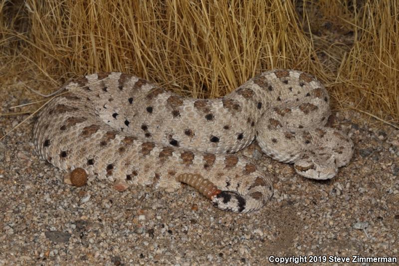 Colorado Desert Sidewinder (Crotalus cerastes laterorepens)